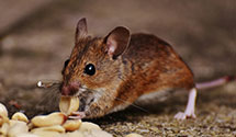 24 Hour & Emergency Exterminators in Brigantine, NJ